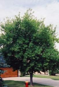 Baron Manitoba Maple (Acer negundo Baron ) Features: This is a seedless version of the common Manitoba maple which is a native tree to southern Saskatchewan.
