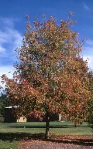 It is recognized as being one of the fastest growing and hardiest of the shade trees.