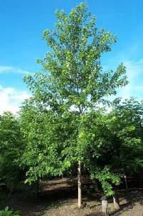 It develops a dense shapely oval form with a high canopy. It should only be pruned in summer after the leaves are fully developed to prevent sap bleed.