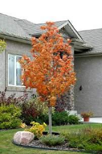 This is a very nicely shaped compact tree which is excellent for small spaces.