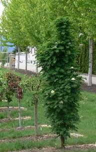 erect branches. Its scarlet-red fruit appears in dense clusters. A good tree where space is limited, this variety is very hardy and slow growing.