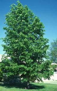 Mature height: 50-60 ft Prairie Sky Poplar (Populus x Prairie Sky ) Features: A cross between a native selection of poplar and the columnar Theves Poplar, this tree has a