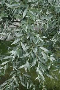 Laurel leaf Willow (Salix pentandra) Features: This large tree has wide glossy dark green leaves which shimmer in the slightest breeze.