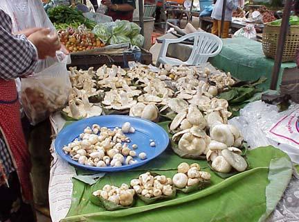 selling wild edible mushrooms in northern
