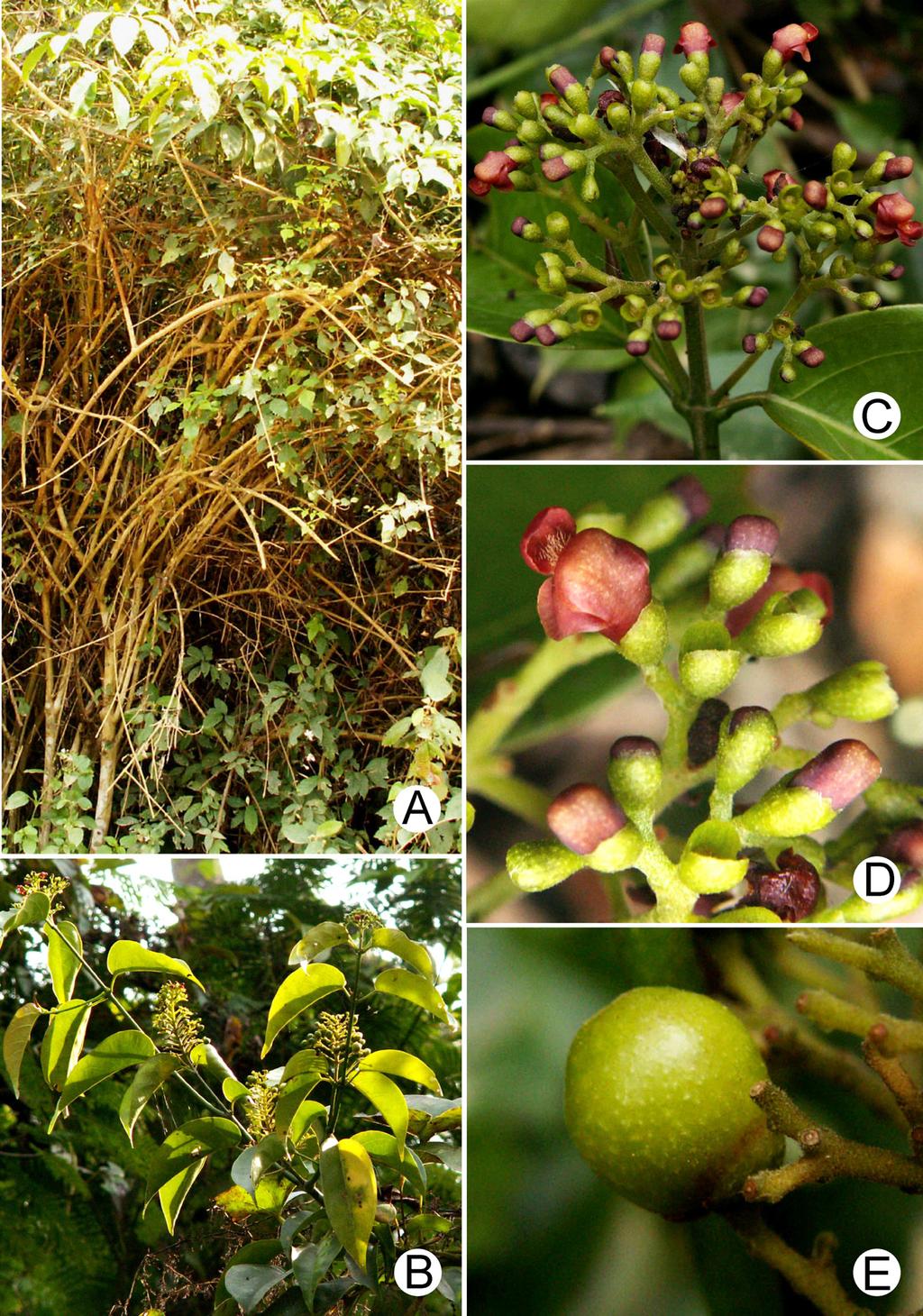 16 NAT. HIST. J. CHULALONGKORN UNIV. 8(1), MAY 2008 FIGURE 5. Premna stenobotrys: A. habit; B. flowering branch; C. inflorescence; D: flowers; E. fruit. Photographed by C. Leeratiwong.