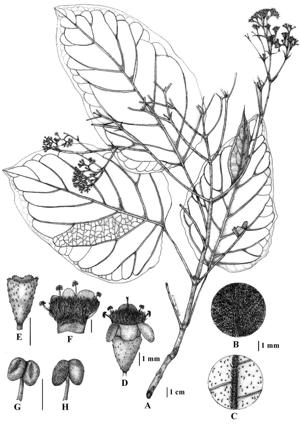 10 NAT. HIST. J. CHULALONGKORN UNIV. 8(1), MAY 2008 FIGURE 2. Premna rabakensis: A. flowering branch; B. adaxial surface of leaf with densely pubescent hairs; C.