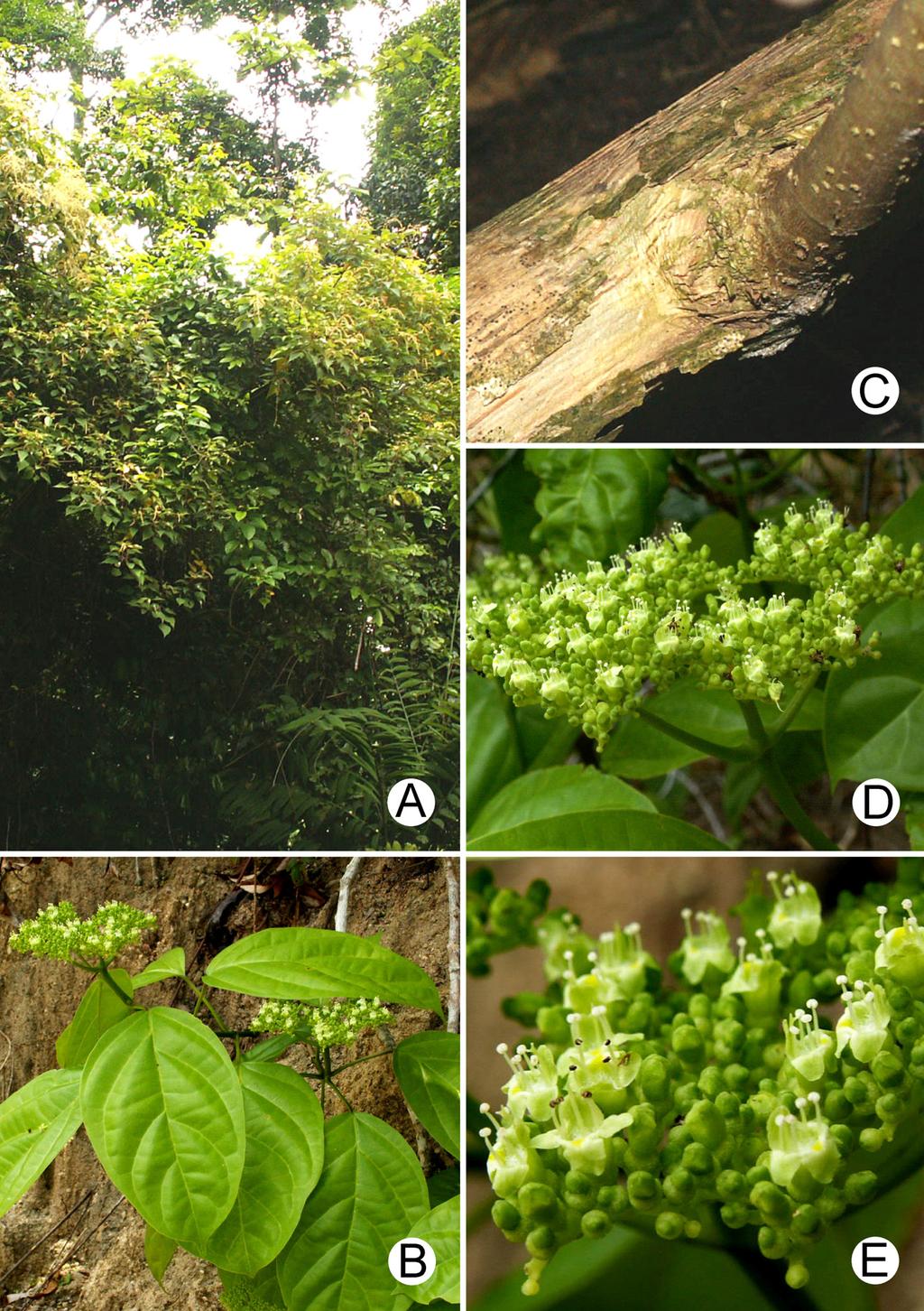 LEERATIWONG ET AL. NEW RECORDS OF PREMNA L. FOR THAILAND 11 FIGURE 3. Premna punctulata: A. habit; B. flowering branch; C. bark; D. inflorescence; E. flowers. Photographed by C. Leeratiwong.