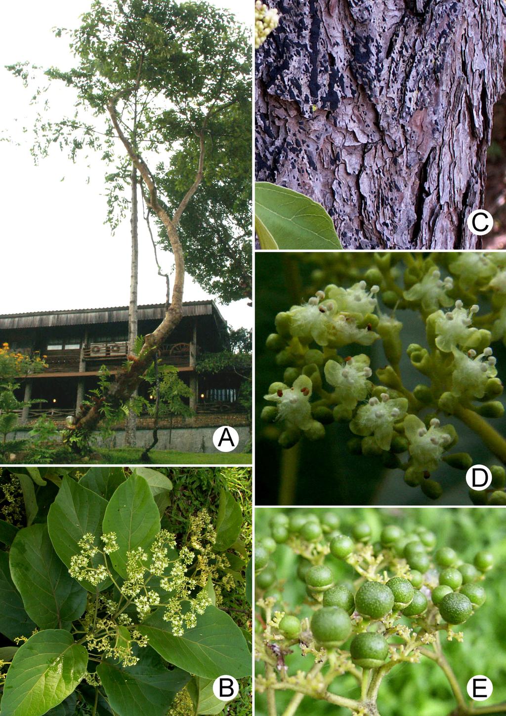 LEERATIWONG ET AL. NEW RECORDS OF PREMNA L. FOR THAILAND 13 FIGURE 4. Premna rabakensis: A. habit; B. flowering branch; C. bark; D. flowers; E. fruits. Photographed by C. Leeratiwong. Thailand.