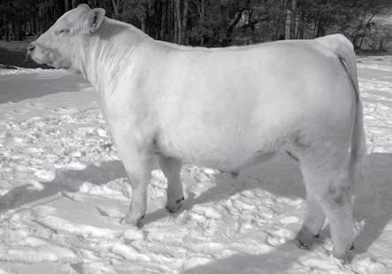 White Rose Country Pride 2014 Royals Breeders Classic Champion ET Sibs Coming!