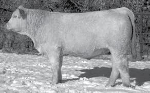 50+ charolais & red angus Bulls For sale by Private Treaty Iowa Cattlemen Performance Tested Bull Sales April 11, May 6 Iowa Beef Expo Feb. 15 Black Hills Stock Show Feb.