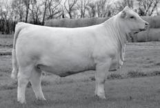 Sale. 2016 Spring Sales Sioux Empire Farm Show, Sioux Falls, SD January 28 Black Hills Stock Show, Rapid City, SD February 2 Iowa
