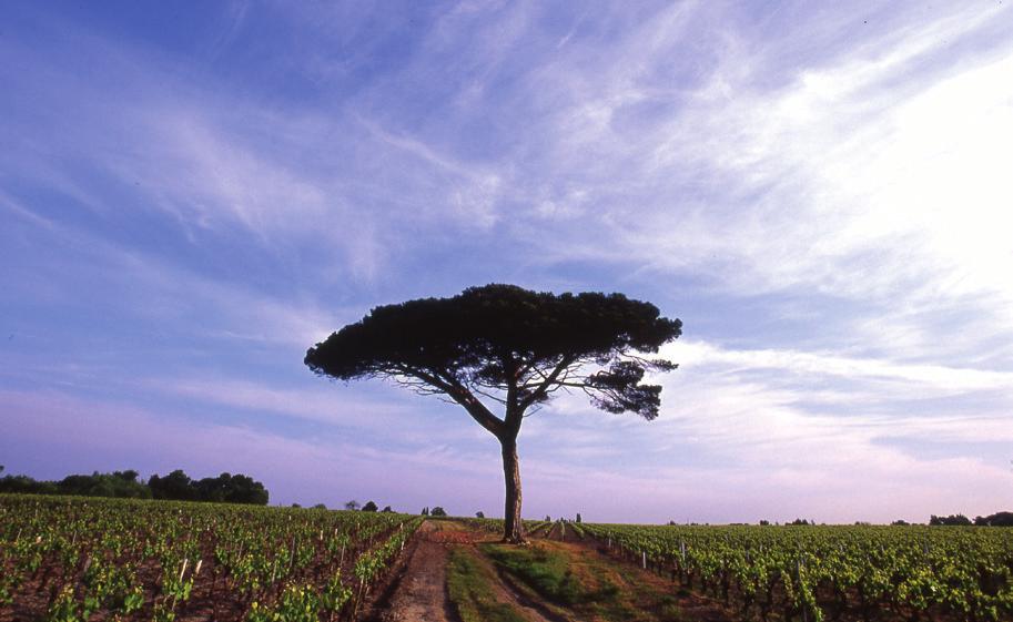 Sales The Nantes VINEYARDS 270 MILLION EVERY YEAR ACROSS 160 COUNTRIES 9 per second Reaching from the Atlantic coast to the limits of Anjou, the Nantes vineyards are made up of 6 appellations * and