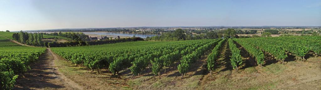 The Anjou-Saumur VINEYARDS With around 20 appellations* and IGP Val de Loire with InterLoire membership, the Anjou-Saumur region covers 19,300 ha, and enjoys the most extraordinary diversity: sweet