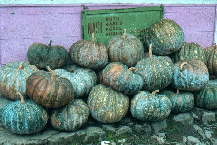 Marrow Pumpkin As some vegetables only grow in certain