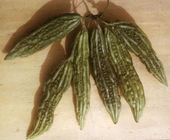 Bitter cucumber - a spicy addition Momordica charantia