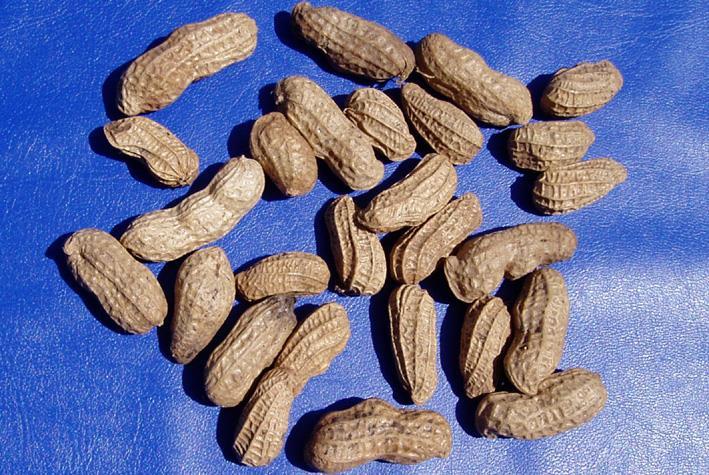 Peanut grows