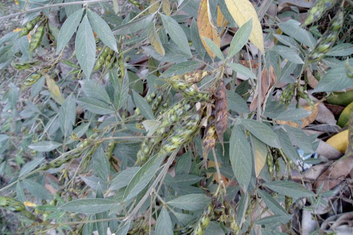 Pigeon pea - a shrub with edible seeds and