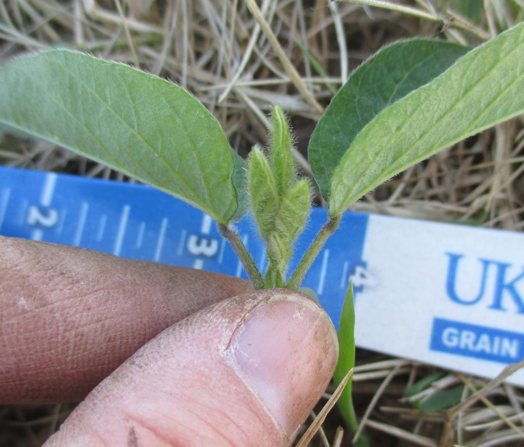 Vegetative Growth Stages Figure 1. Soybean plants at VE growth stage.