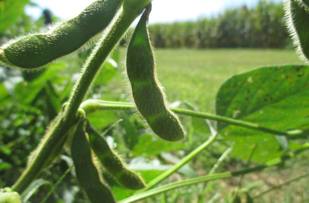 Figure 10. Soybean pod with seed that is approximately 3 mm long.