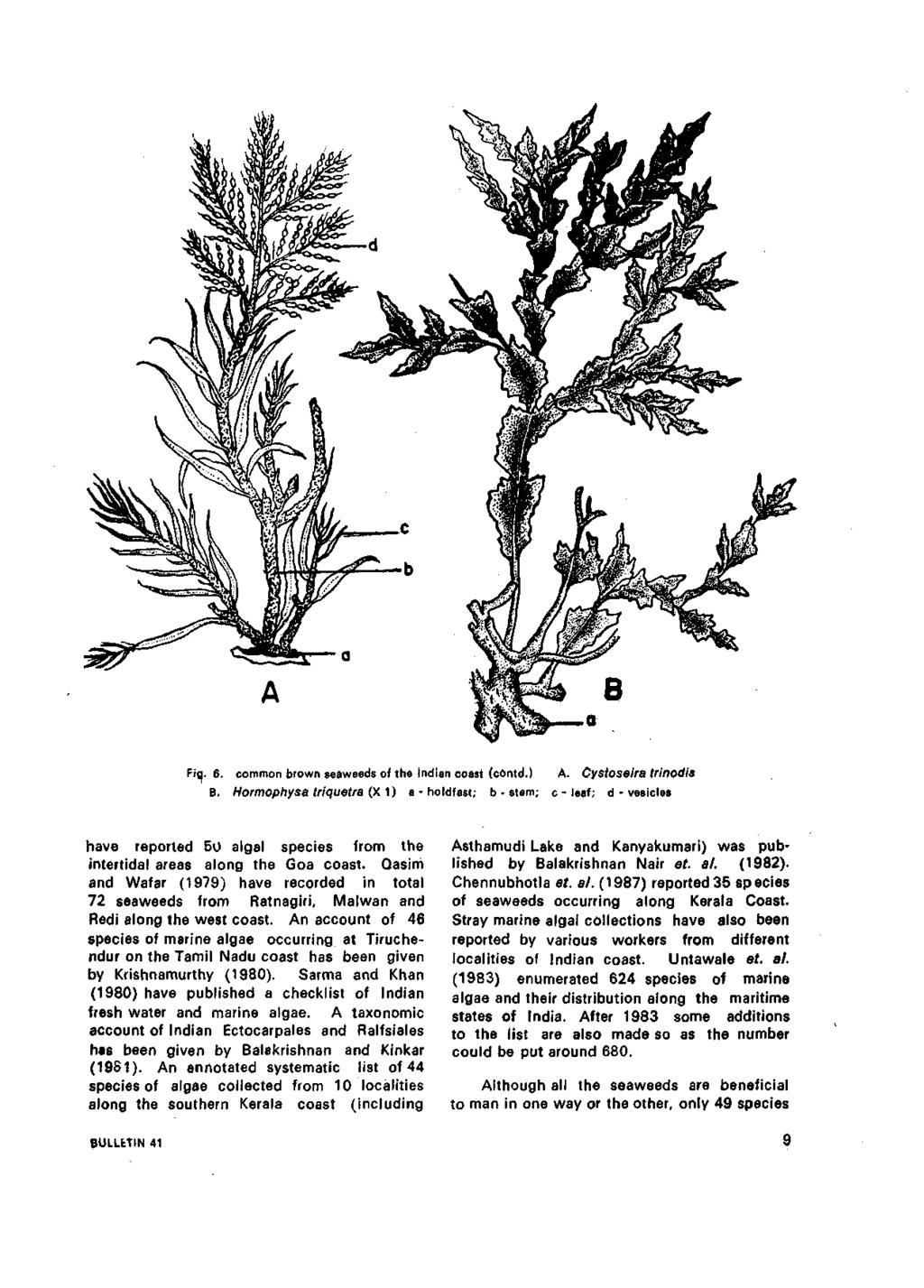 Fig. 6. common brown seaweeds of the Indian coast (c6ntd.) B. Hormophysatriquetra(y.\) a - holdfast; b - stem; A.