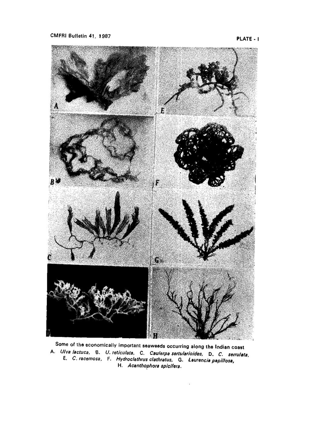 CMFRI Bulletin 41, 1987 PLATE - I Some of the economically important seaweeds occurring along the Indian coast A. Ulva lactuca, B. U. reticulata.