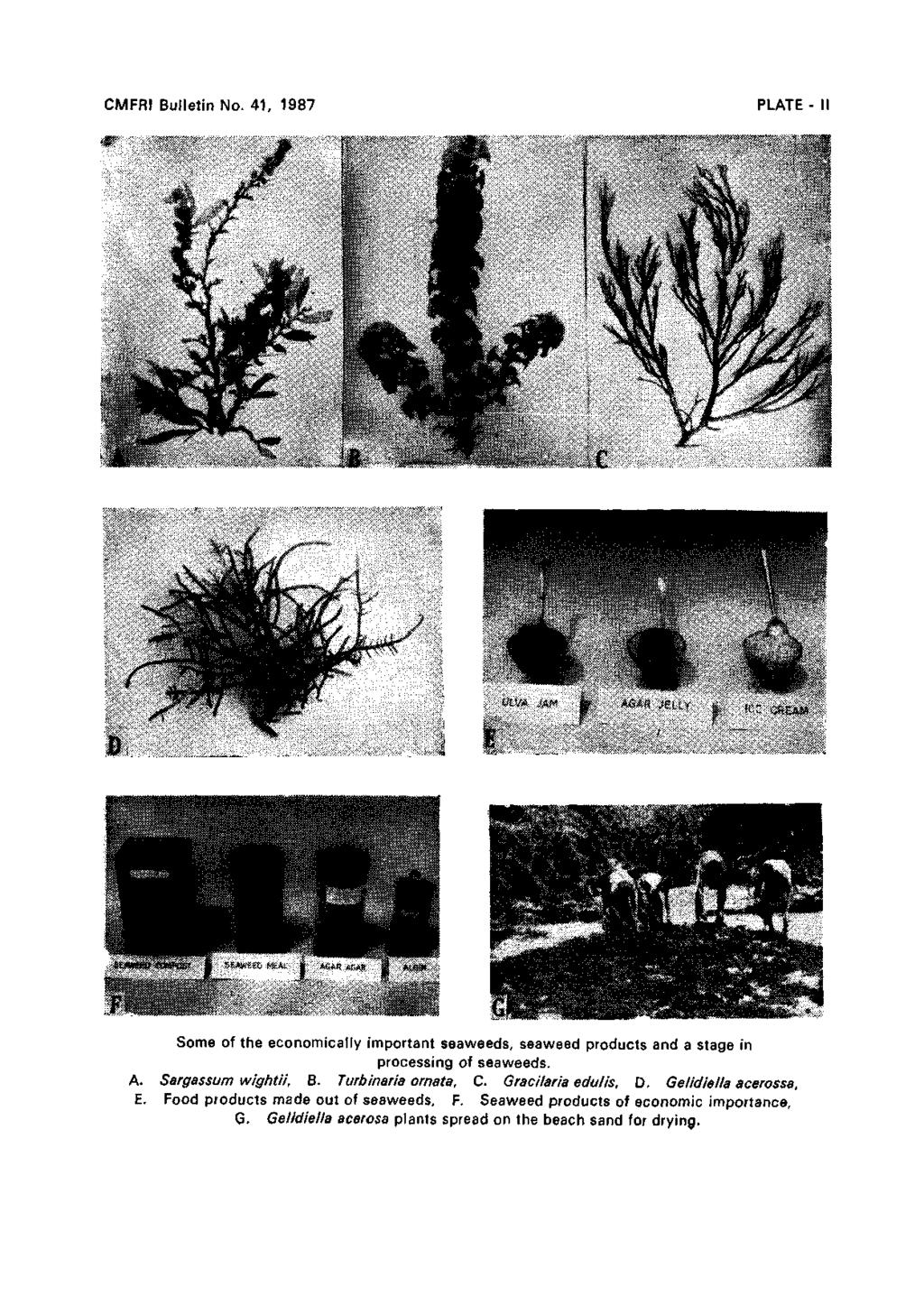 CMFRI Bulletin No. 41, 1987 PLATE - II Some of the economically important seaweeds, seaweed products and a stage in processing of seaweeds. A. Sargassum wightii, B. Turbinaria ornata. C.