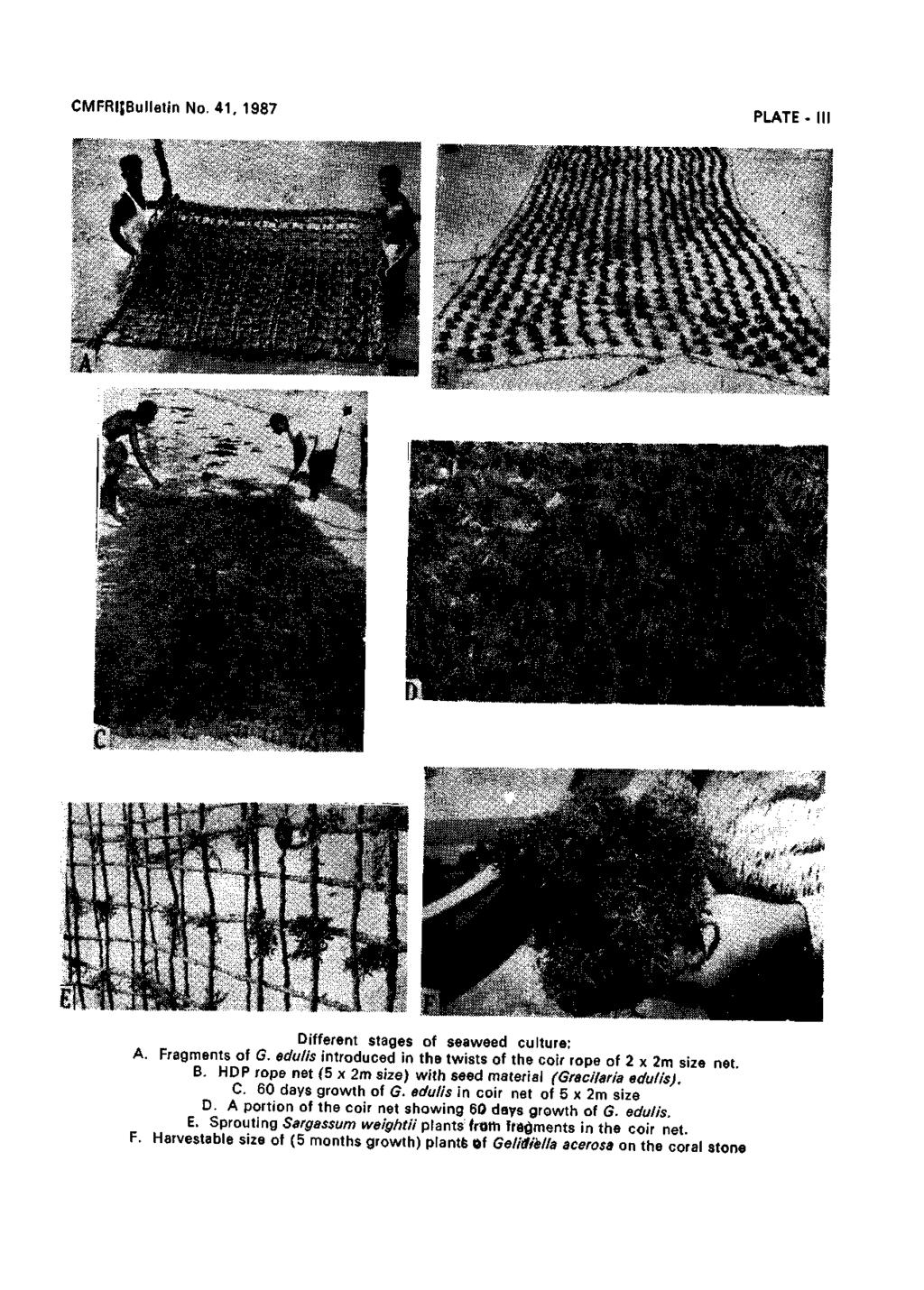 CMFRIJBulletin No. 41, 1987 PLATE Different stages of seaweed culture: A. Fragments of G. edulis introduced in the twists of the coir rope of 2 x 2m size net. B.