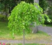 Ural False Spirea (Sorbaria sorbifolia) Wayfaring Tree (Viburnum lantana) Weeping Mulberry (Morus alba 'Pendula') Witch-hazel
