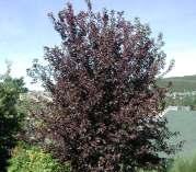 6 m (15 to 25 ft) Coniferous Trees: Weeping Nootka False Cypress (Chamaecyparis nootkatensis 'Pendula') Weeping Mulberry
