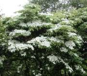 (Laburnum cultivars) Hawthorn (Crataegus cultivars) Katsura Tree (Cercidiphyllum japonicum) Ornamental Crabapple (Malus