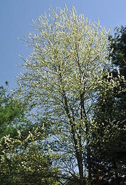 It has a fairly rapid growth rate and can reach a height of 50 to 70 feet with a crown spread of 30 to 50 feet at maturity (80 years). Multiple trunks are common for open-grown plants.