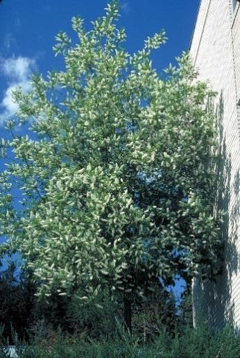 Chokecherry, Common (Prunus virginiana) Chokecherry is typically a large, bushy shrub with multiple stems 7-16 feet tall.