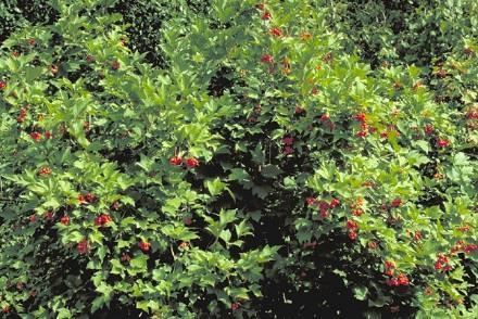 It prefers rich, loamy, moist, well-drained soil with a ph of 6.5 to 7.5 but will tolerate dryer conditions. Chokecherry is shade intermediate and can tolerate drought.