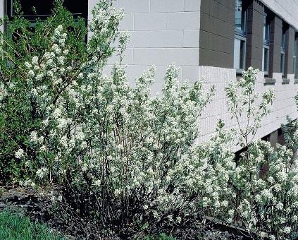 It prefers full sun but tolerates partial shade. White showy flowers in early spring produce an edible bluish -purple fruit 1 inch in diameter that ripens in mid-summer.