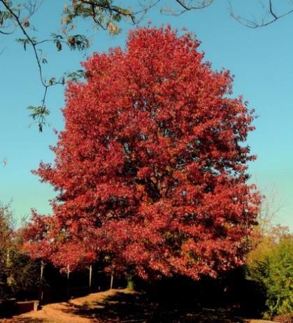 Maple, Sugar (Acer Saccharum) Sugar maple is a moderate to slow growing tree. It can reach heights of 100 feet on the best sites. It prefers slightly acidic (3.7 to 7.