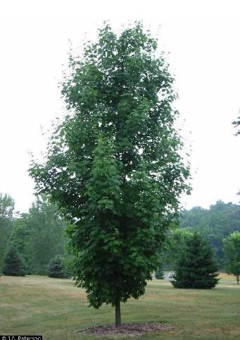 It is susceptible to several stem and leaf diseases, as well as frost crack in the winter. If can be useful as a wildlife planting, for wood products, to provide shade, and harvest maple syrup.
