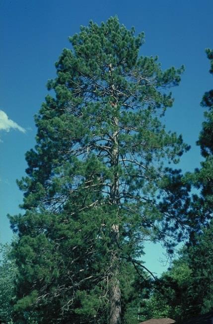 Pine, Norway (Red) (Pinus resinosa) Norway (Red) Pine is our Minnesota State Tree!