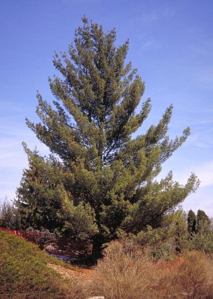 Norway pine is pyramidal when young, developing an oval crown with a unique tufted appearance with age. Needles are medium green to yellow green.