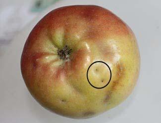 plum, spreading cotoneaster, etc Apple maggot damage on fruit (Photo by