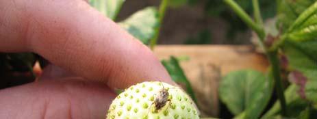 Tarnished Plant Bug adult on fruit