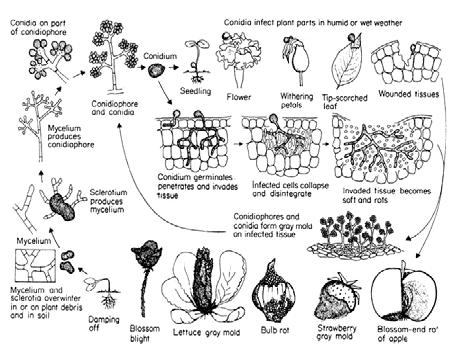 plant parts Botrytis