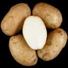 non-uniform; Reconditioned = relatively dark, non-uniform. A798-4 Tubers: Oblong tubers. Good skin set; shallow eyes.