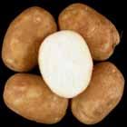 relatively dark, non-uniform. A851-1LB Tubers: Round to oblong tubers. Good skin set; shallow eyes.
