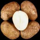 relatively dark, non-uniform. A3141-6 Tubers: Oblong tubers. Poor skin set; moderately deep eyes.