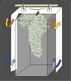 Chapter 4 Light induction of flavonol biosynthesis A B Figure 4.1 Polypropylene boxes applied to Shiraz & Chardonnay vines. A Design of the shade box by Downey (2002).