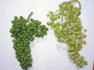4 Phenotypic & developmental differences between exposed & shaded Shiraz (A) & Chardonnay (B) bunches