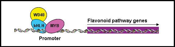 Chapter 1 General introduction Figure 1.4 Schematic diagram showing transcriptional regulation of flavonoid pathway genes.