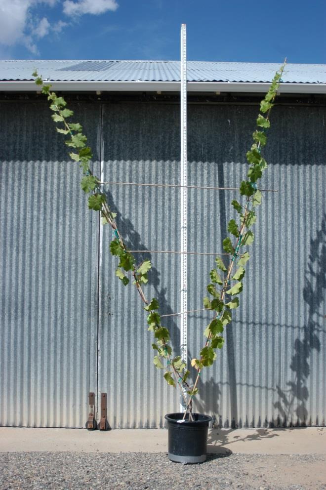 Photo 3 (left): Appearance of potted Noiret vine on 2 September, 2015. Shoot length approximately 3.6 m. Photo 4 (right): Appearance of potted Noiret vine on 28 October, 2015.
