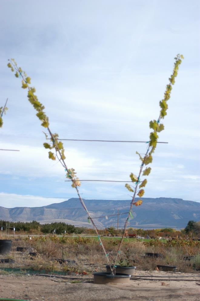 In 2016, we planned to repeat this study on water use of young vines using potted Chambourcin vines, following the procedures described above.