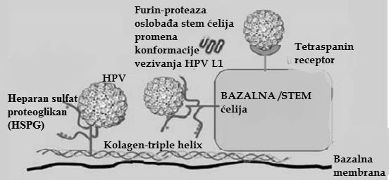 36 PREVENCIJA INFEKCIJA IZAZVANIH HUMANIM PAPILOMA VIRUSIMA 1) virusna faza produktivne infekcije (replikacijska) ko ja je naj če šće pro la zna i spon ta no re gre di ra, 2) neoplastična faza